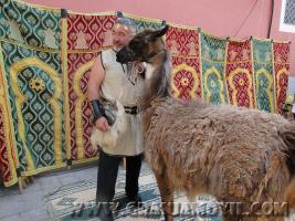 Llama